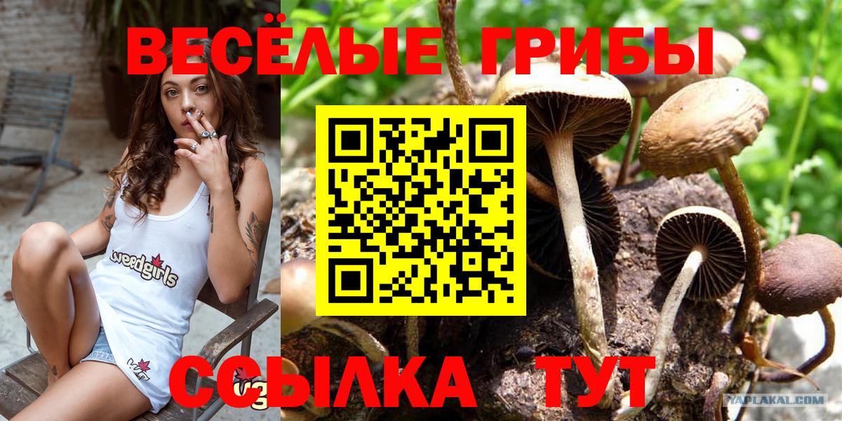 Галлюциногенные грибы Psilocybine cubensis  Топки  Галлюциногенные грибы прущие грибы 